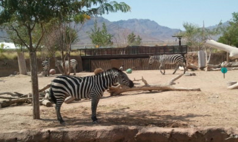 Zebra_at_El_Paso_Zoo